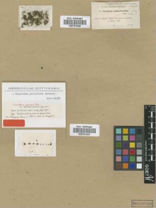 Fissidens rufulus Sull. [isotype]