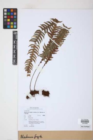 Blechnum fragile (Liebm.) C.V. Morton et Lellinger