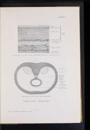Tunica mucosa. Cavum trunci.