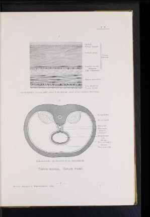 Tunica mucosa. Cavum trunci.