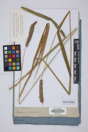 Alopecurus pratensis