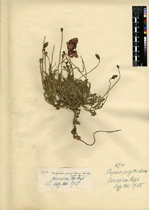 Papaveraceae Papaver polytrichum [Jerusalem, Yerushalayim, El Quds, Al-Quds, Al Quds, El Quds Esh Sherif, Al-Muqaddas, Jérusalem, Gerusalemme, Jerusalén, Aelia Capitolina, Colonia Aelia Capitolina, Hierosolyma, Urusalim, Jerusalem]