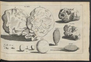 Zu Observatio XXVII., LVIII., LX., XCV. und zu Observatio CXIV.
