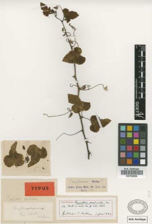 Passiflora pectinata Griseb.