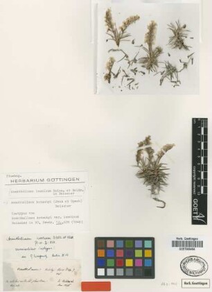 Acantholimon iconicum (Boiss.) Boiss. & Heldr. [isotype]