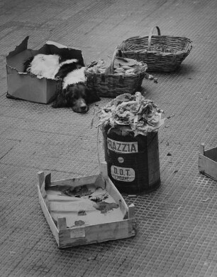 Archivfotografie "motive_tiere_haus_hunde_14341"