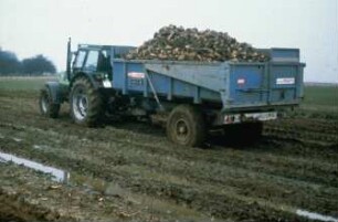 Fotografie: Zuckerrübe, Transport, Muldenkipper, Bodendruck
