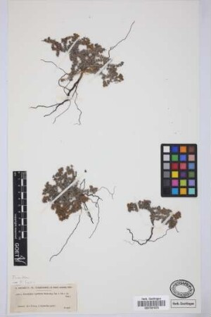 Frankenia capitata Webb & Berthel.
