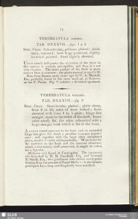 Terebratula rostrata. Tab. DXXXVII.—figs. 1 & 2
