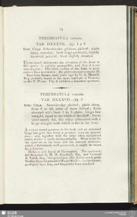 Terebratula rostrata. Tab. DXXXVII.—figs. 1 & 2