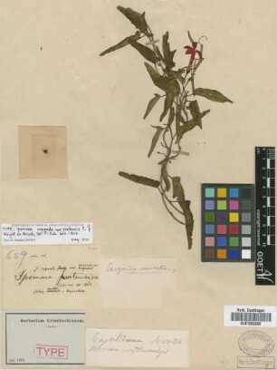 Ipomoea repanda Jacq. var. pratensis C.Wright ex Griseb.[type]