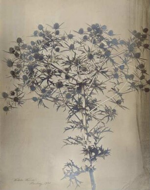 Distel