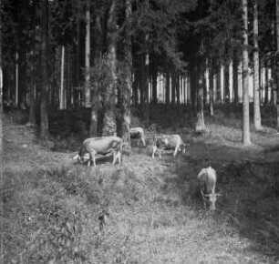Vier grasende Kühe auf einer Wiese im Fichtenwald in Marienbad