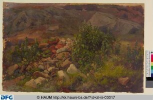 Pflanzen und Steine im Detail
