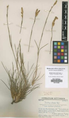 Dianthus silvester Wulf.
