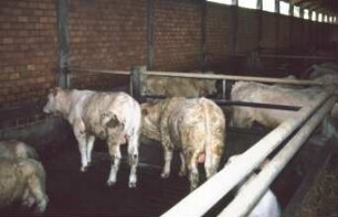 Fotografie: Tierproduktionsverfahren, Stallsystem, Vollspaltenboden, Bullenmast