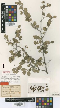 Erythroxylum pringlei Rose [isotype]