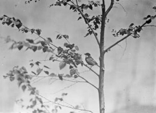 Kohlmeise : Rochlitzer Berg, Kohlmeise (Parus major L.) auf einer Birke