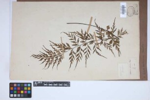 Asplenium praemorsum