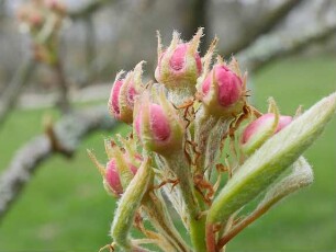 Sorte: Clapps Liebling - Baum 76