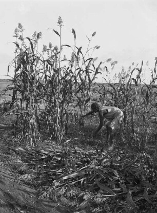 Hirseernte : Ein Mann erntet Hirse