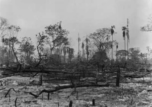 Abgebrannter Wald : Ein abgebrannter Wald mit verkohlten Holzresten im Vordergrund. Dahinter einzelne Bäume.