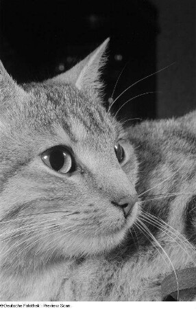 Kopf und Vorderkörper einer Katze