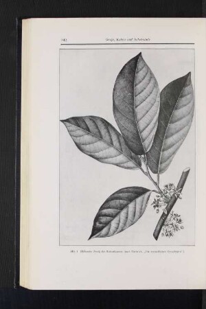 Abb. 1 Blühender Zweig des Kakaobaumes (nach Hartwich, "Die menchlichen Genußmittel")