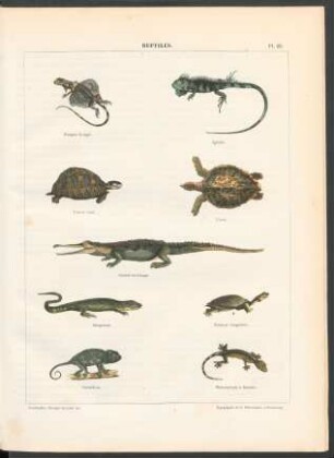 Tafel 23. Reptiles.
