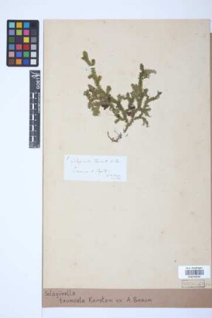 Selaginella truncata A.Braun