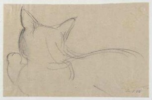 Katze