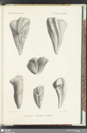 Pl. 582