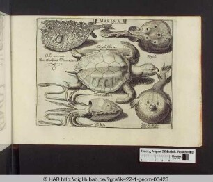 Marina: Schildkröte und verschiedene Fische