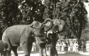 Dresden. Zoologischer Garten. Indischer Elefant (Asiatischer Elefant, Elephas maximus) und Afrikanischer Elefant (Loxodonta africana)