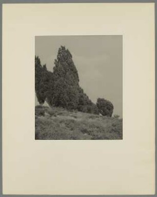 Landschaft mit Laubbäumen