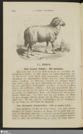 11. Abschnitt. Vom Hammel (Schöps). Du mouton