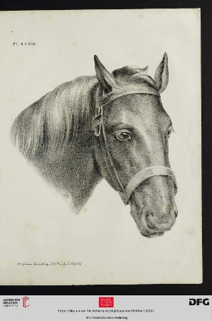 Pl. XXXIII [Pferdekopf (Schraffur)]