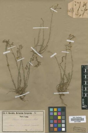 Linum tommasinii Nyman