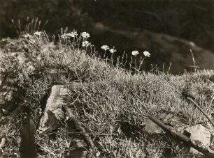 Pfingst-Nelke (Dianthus gratianopolitanus), auch Grenobler Nelke oder Felsennägele