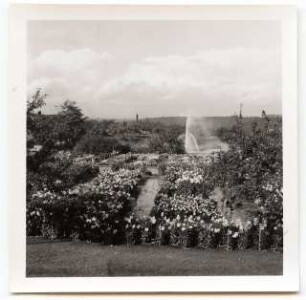 Deutsche Gartenschau 1950 auf dem Killesberg, Stuttgart: Dahliengarten, Wasserbecken mit Fontäne