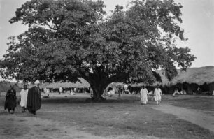 Marktplatz : Auf der Mitte des Marktes von Ngaoundéré steht ein großer Baum.