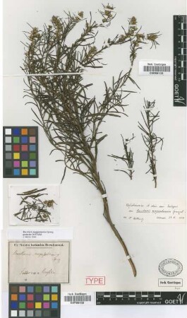 Baccharis megapotamica Spreng. [type]