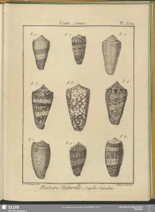 Pl. 339. Cone. Conus