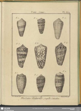 Pl. 339. Cone. Conus