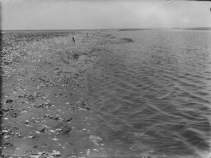 Muschelpriel : Insel Neuwerk. Priel mit Muscheln im Wattenmeer vor der Insel