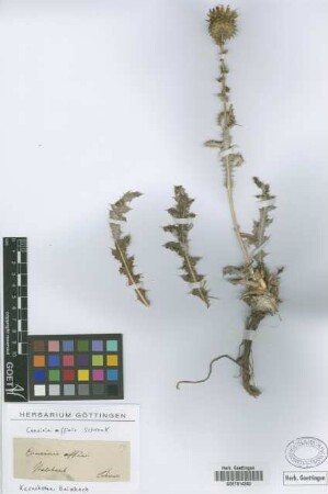 Cousinia affinis Schrenk[type]