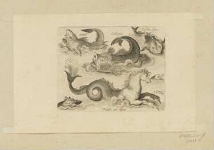 Leierfisch, fiktiver Delfin und fantastisches Seepferd, Blatt 11 der Folge "Fische und andere Meerestiere"