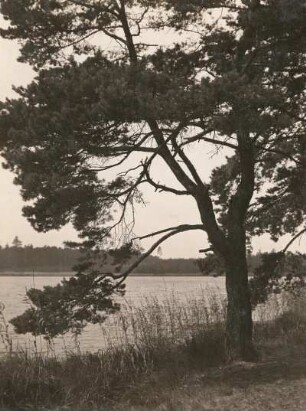 Kirchenteich bei Wermsdorf. Kiefer (Pinus) am Nordufer