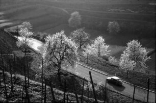 Bickensohl: Straße zwischen Achkarren und Bickensohl, von oben mit Auto bei Bickensohl, mit Blick nach Oberrotweil