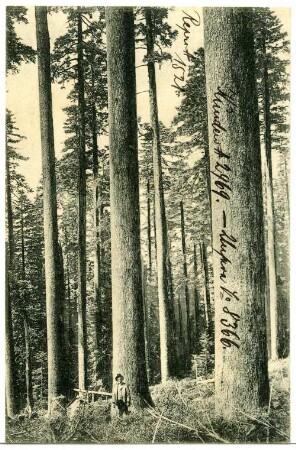 Oregon. Glimpse of an Oregon Forest
